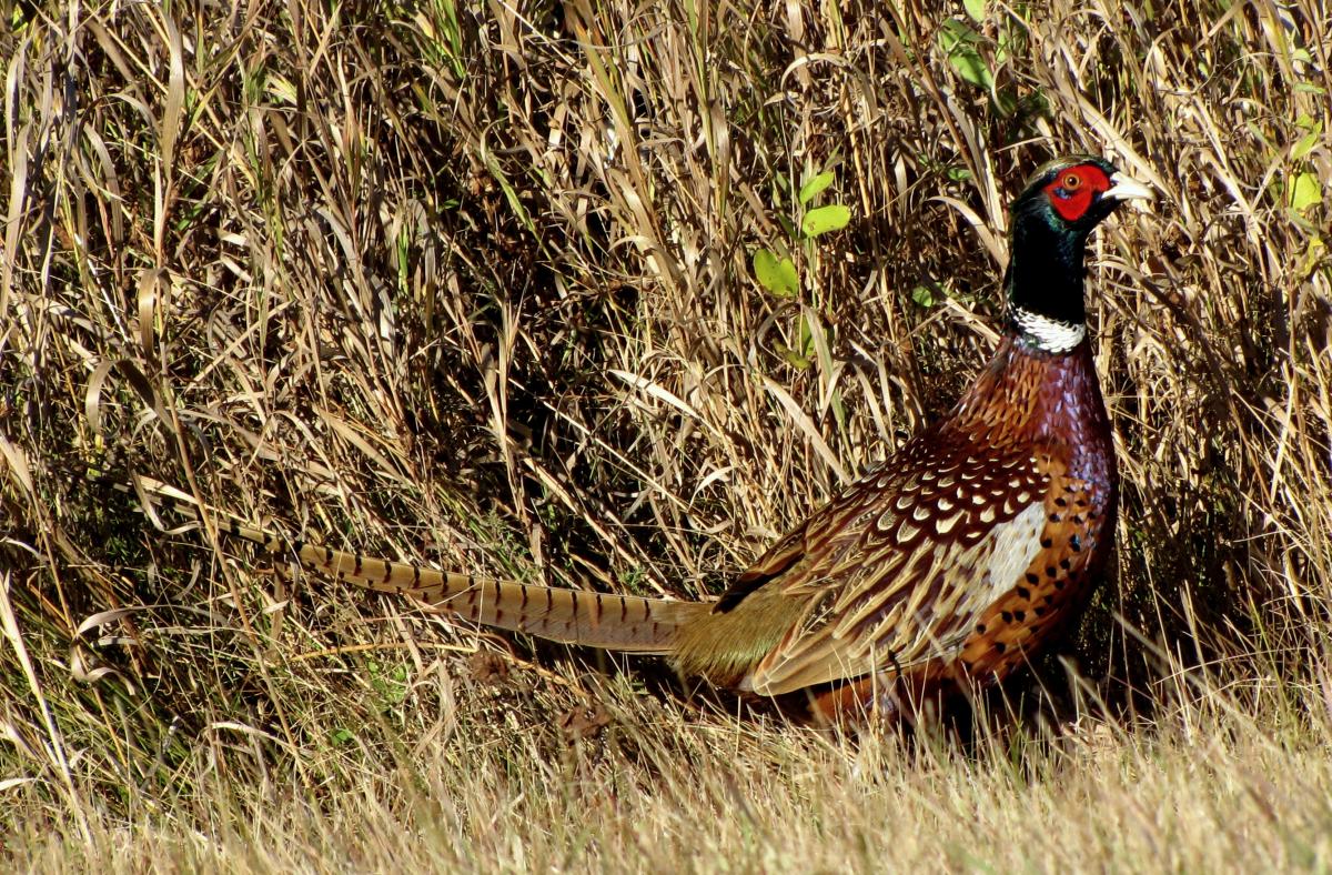Pheasant Hunter Movement Hunting and Fishing Research Nebraska